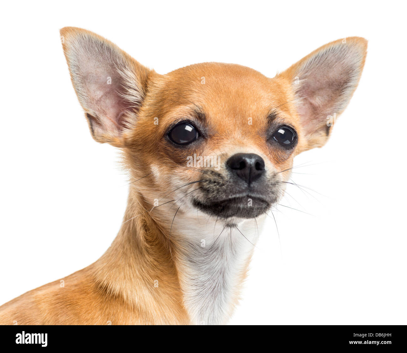 Nahaufnahme von Chihuahua vor weißem Hintergrund Stockfoto