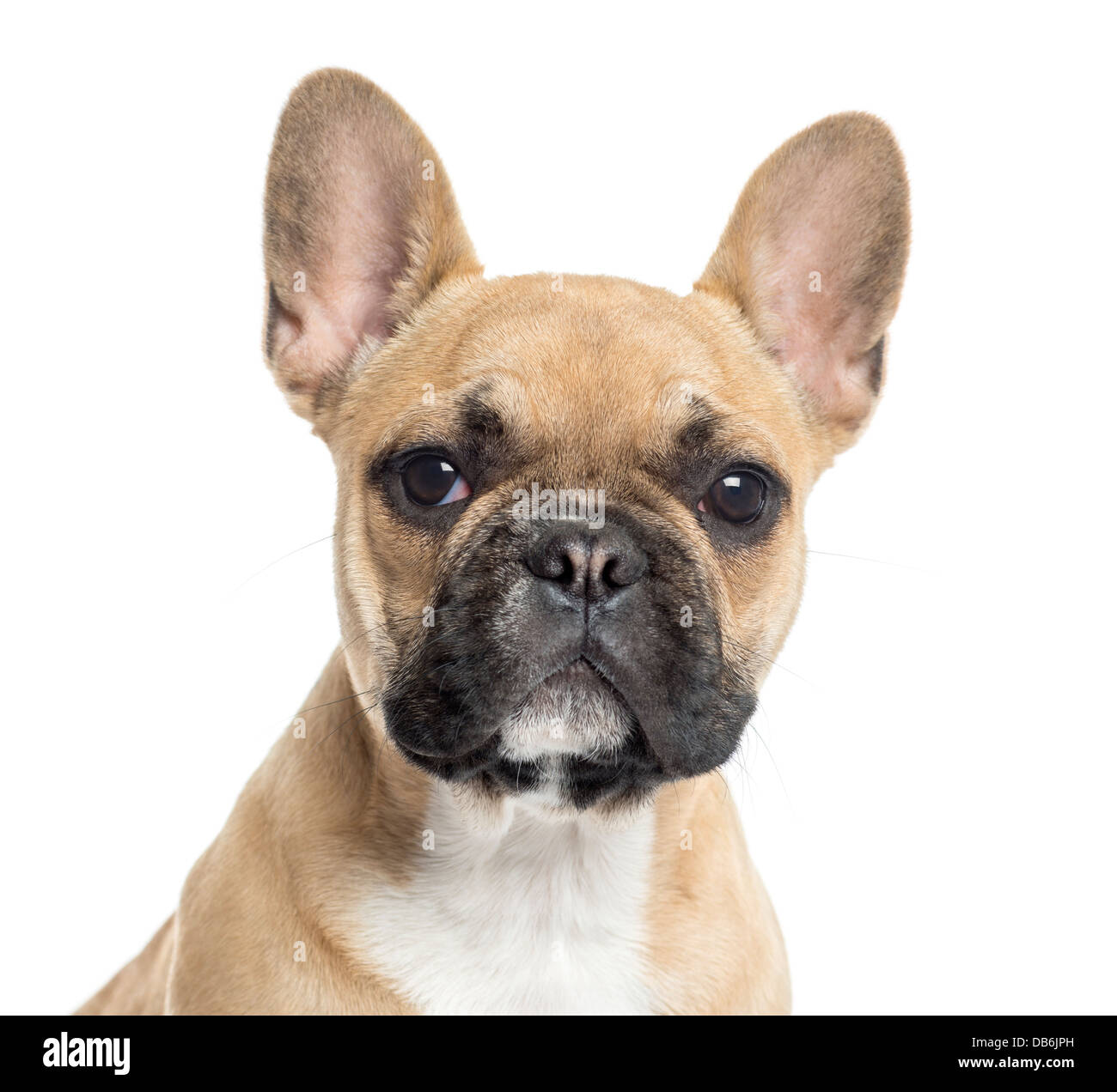 Nahaufnahme der französische Bulldogge Welpen schaut in die Kamera vor weißem Hintergrund Stockfoto