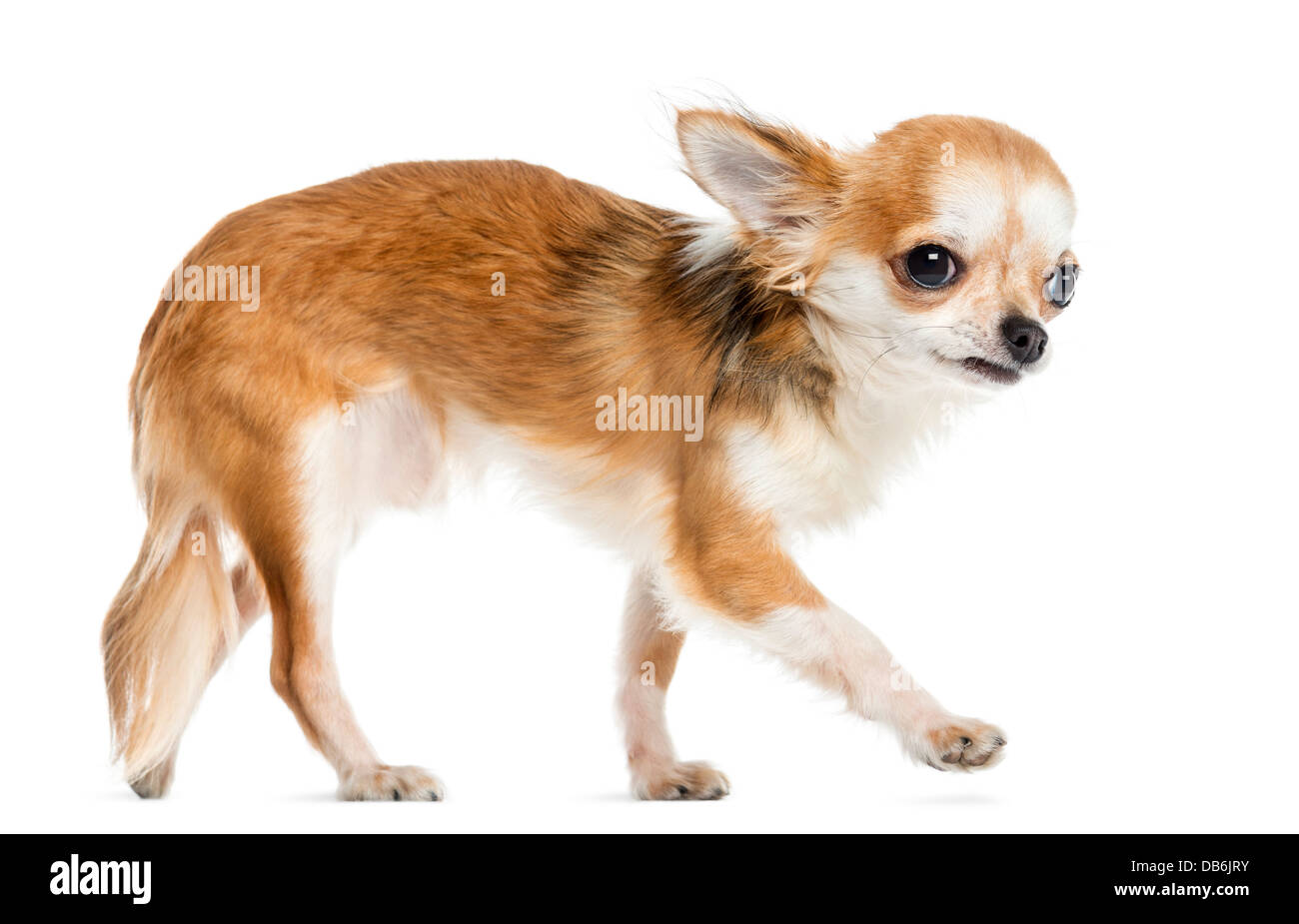 Seitenansicht des einen Chihuahua zu Fuß vor weißem Hintergrund Stockfoto