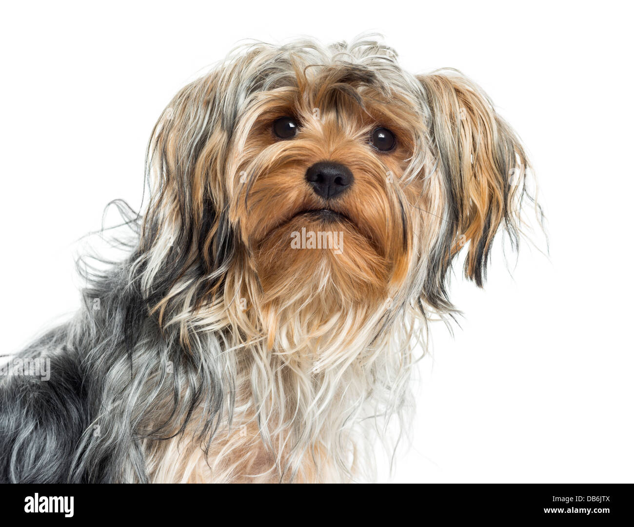 Nahaufnahme von Yorkshire-Terrier vor weißem Hintergrund Stockfoto