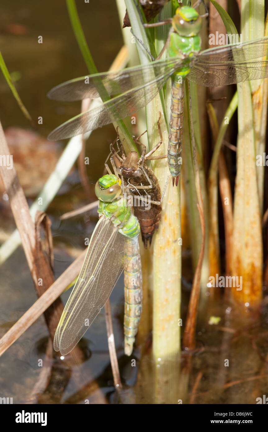 Neu entstanden zwei südlichen Hawker Libelle Erwachsene (Aeshna Cyanea) am Schilf im Teich. Flügel erweitert und Härten. Stockfoto