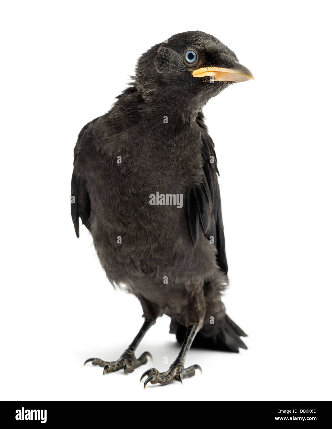 Western Dohle, Corvus Monedula, 20 Tage alt vor weißem Hintergrund Stockfoto