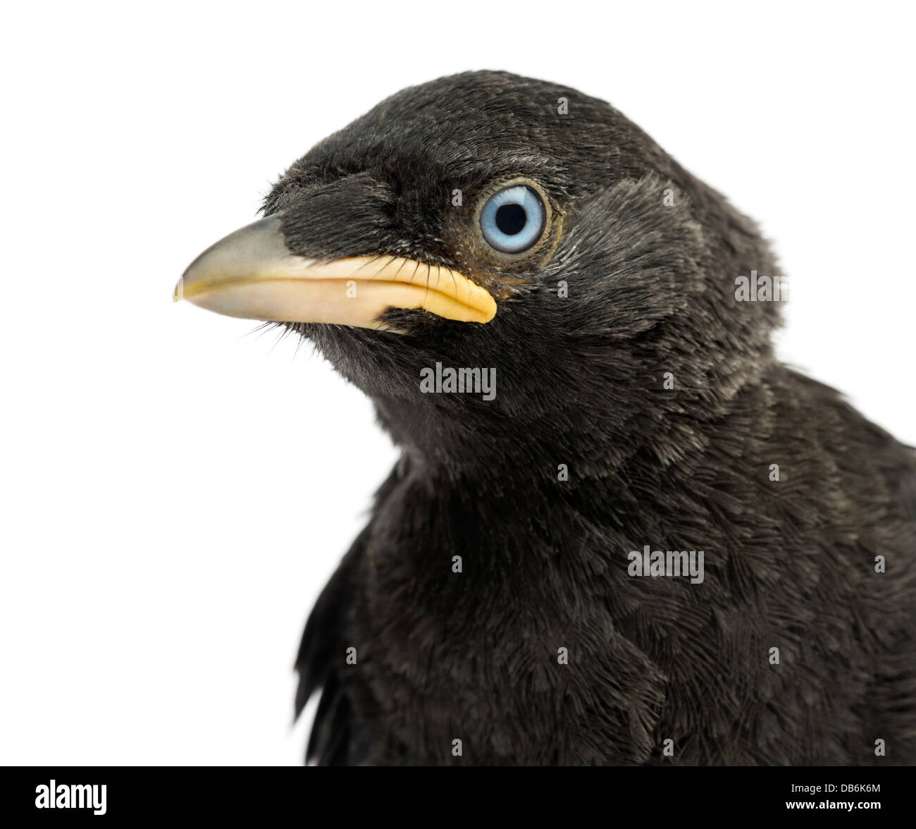 Close up Portrait of Western Dohle, Corvus Monedula, 20 Tage alt vor weißem Hintergrund Stockfoto