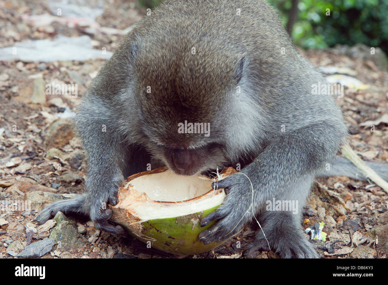 Makaken trinken aus einer Kokosnuss Stockfoto