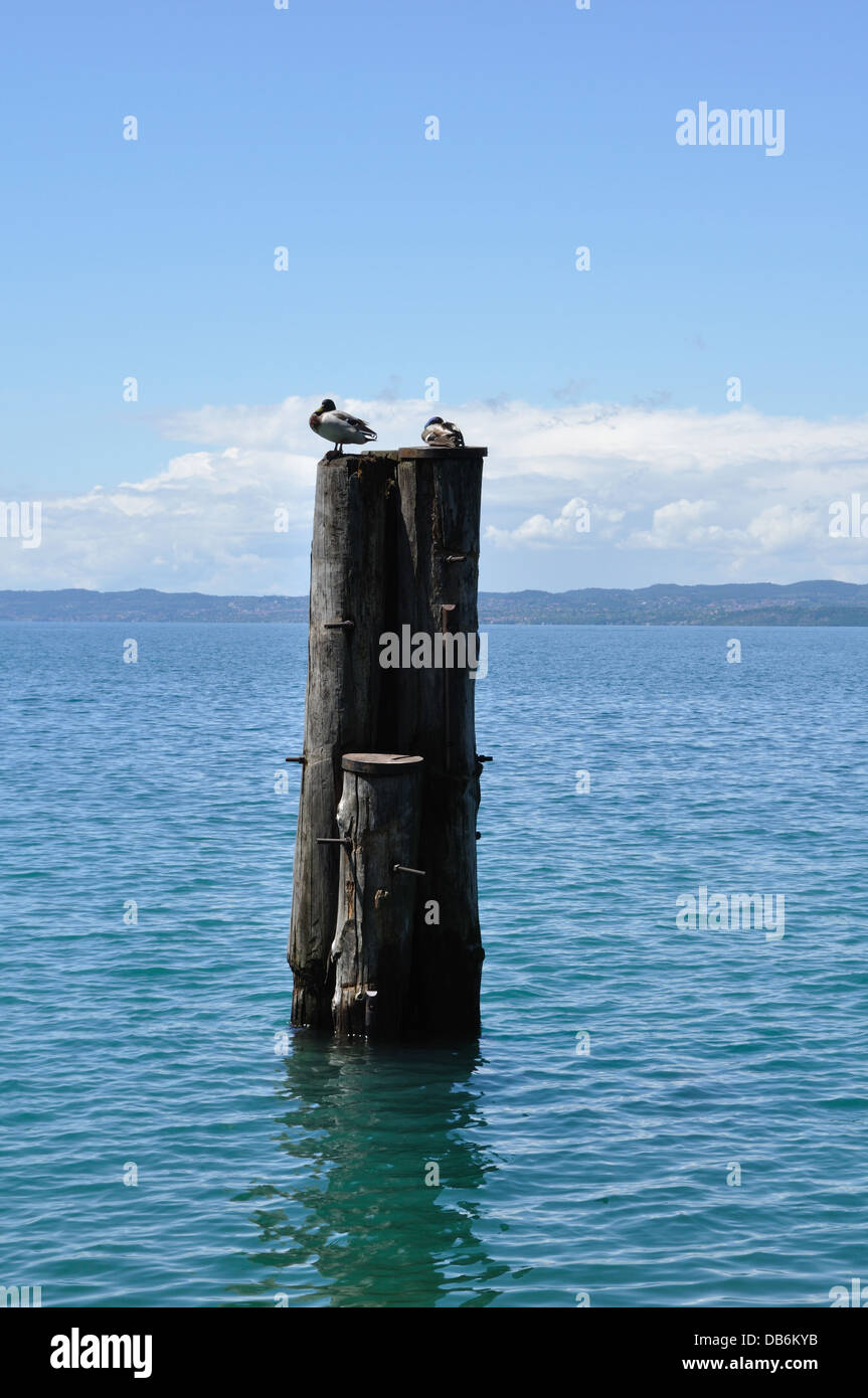 Zwei Enten finden Zuflucht auf einer hölzernen Liegeplatz Post in Garda am Gardasee. Stockfoto