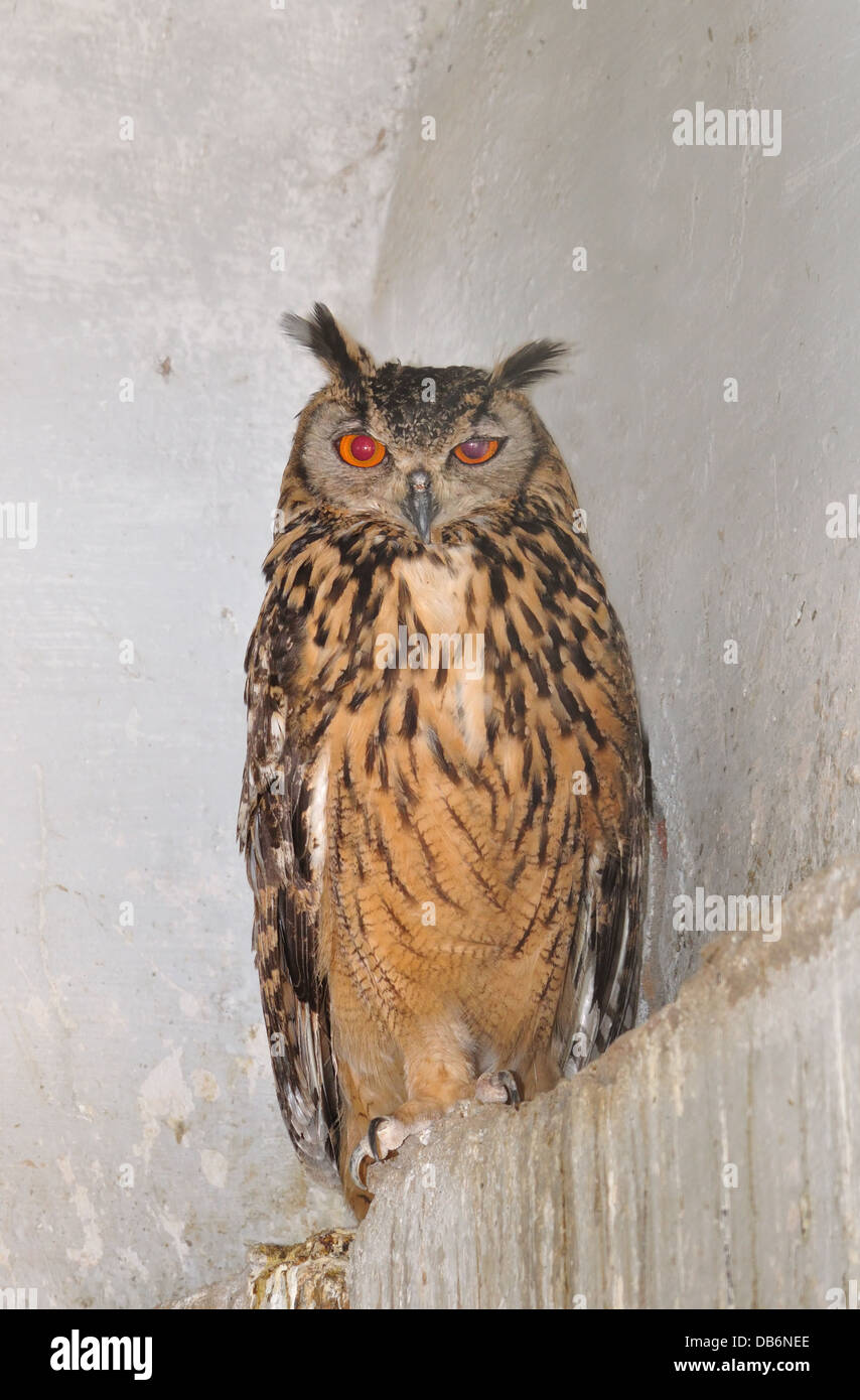 Indische braune Fisch-Eule Stockfoto