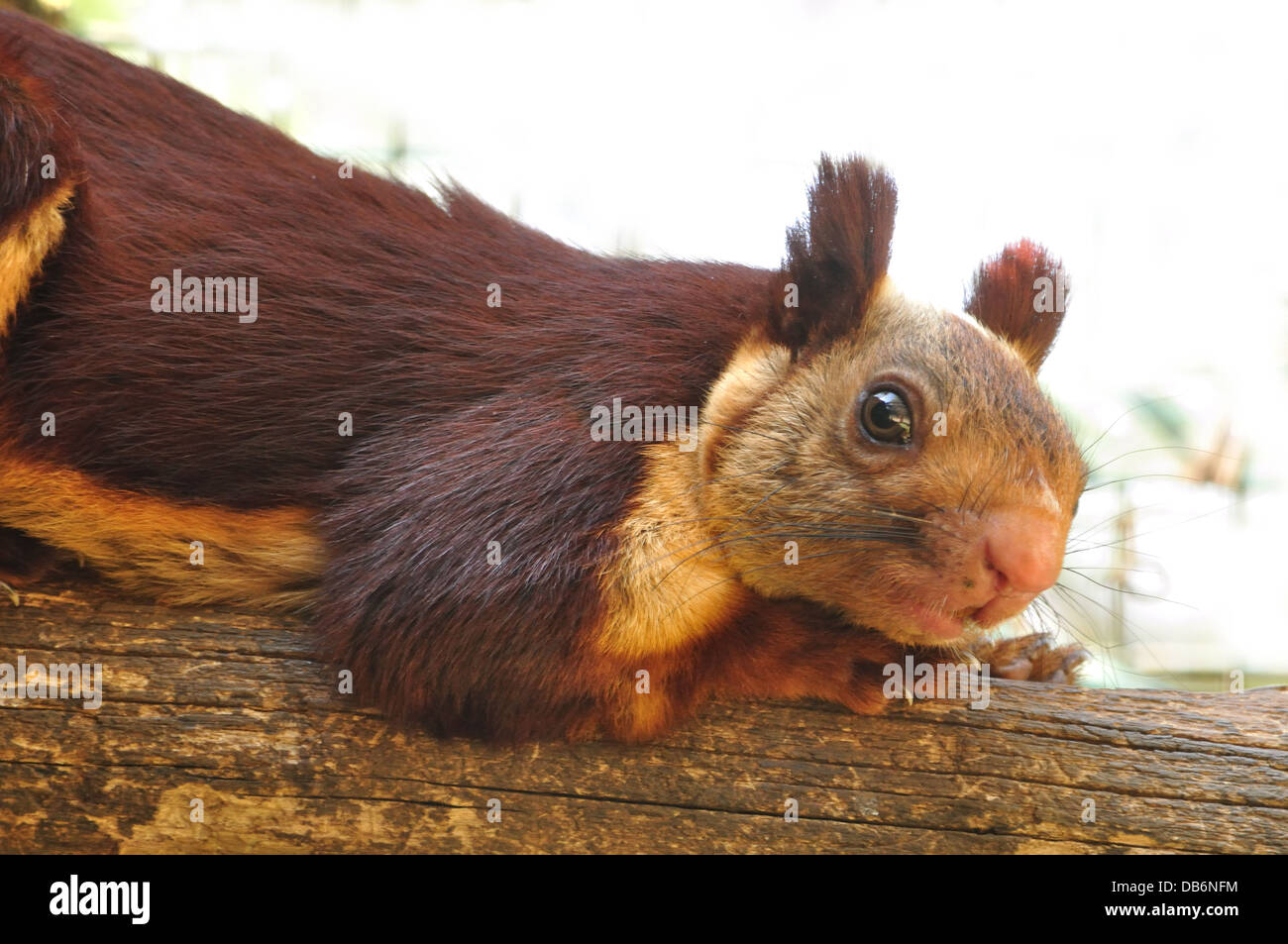 Indische riesiges Eichhörnchen, Malabar riesiges Eichhörnchen Stockfoto