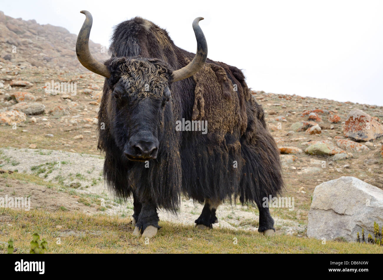 Tibetan Yak Essen Rasen auf einer Weide im Himalaya-Gebirge Stockfoto