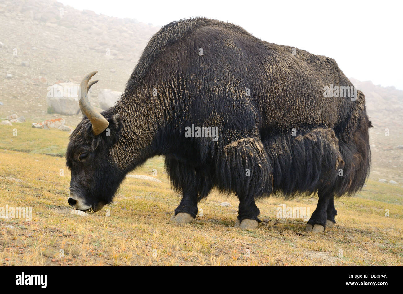 Tibetan Yak Essen Rasen auf einer Weide im Himalaya-Gebirge Stockfoto