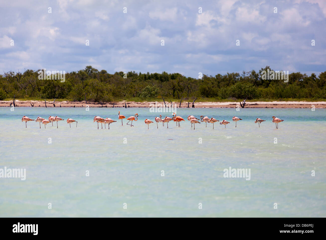 Gruppe von Flamingos im seichten Wasser Stockfoto
