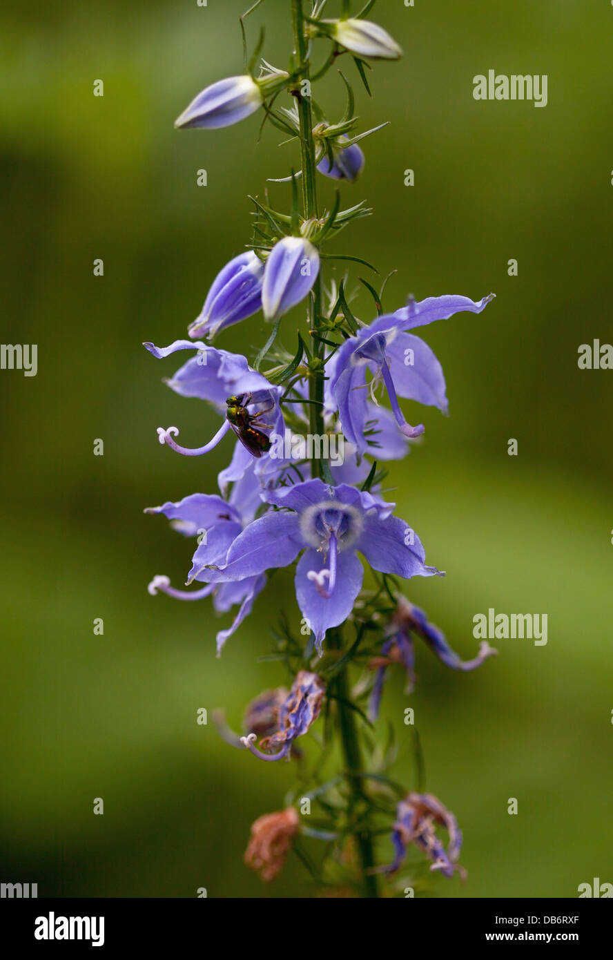 Hohe Glockenblume (Campanulastrum Americanum) mit Sweat Biene. Stockfoto