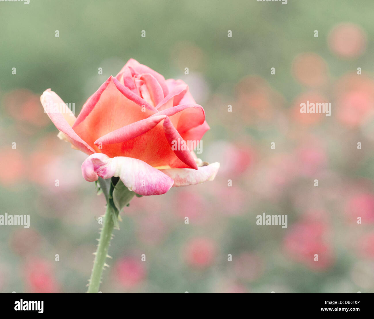 Lebendige rosa Rose blühen bunte Bokeh im Hintergrund Stockfoto