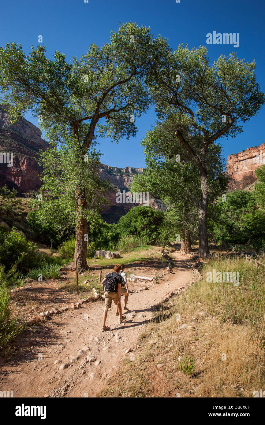 Indian Garden Area, Bright Angel Trail, South Rim, Grand Canyon Nationalpark in Arizona. Stockfoto