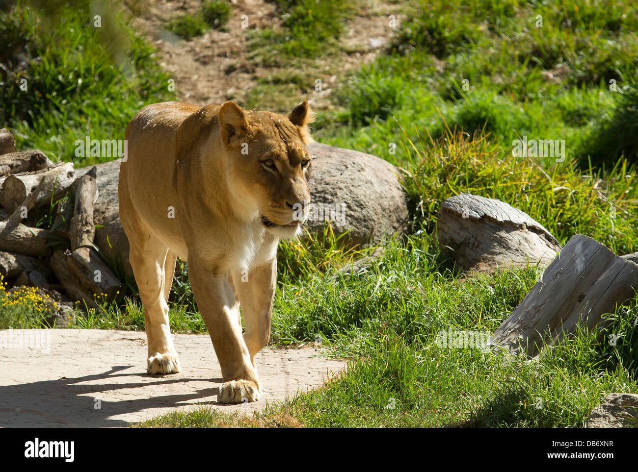 Löwin zu Fuß Stockfoto