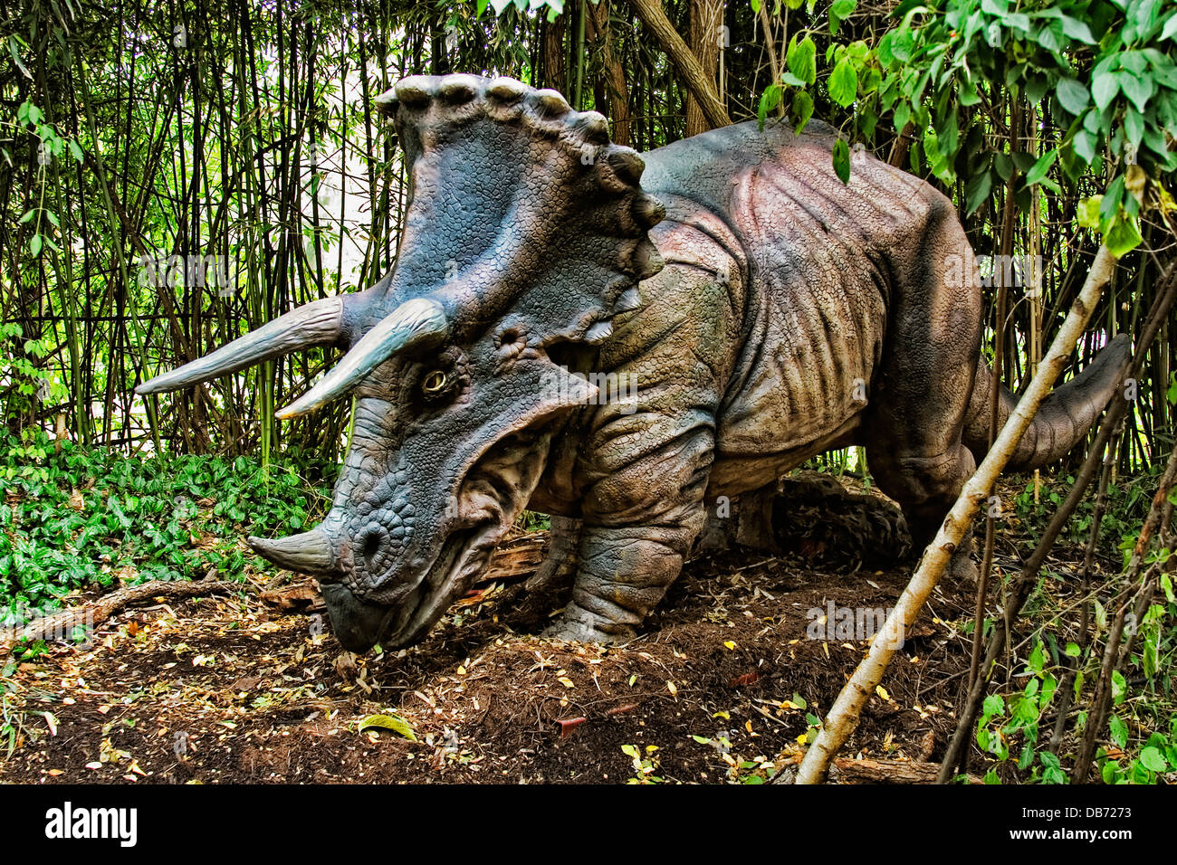 Triceratops (d.h. "drei gehörnten Gesicht") Dinosaurier aus der späten Kreidezeit. Stockfoto