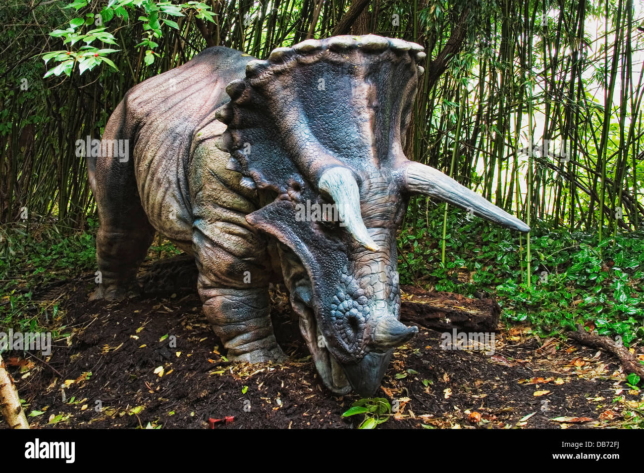 Triceratops (d.h. "drei gehörnten Gesicht") Dinosaurier aus der späten Kreidezeit. Stockfoto