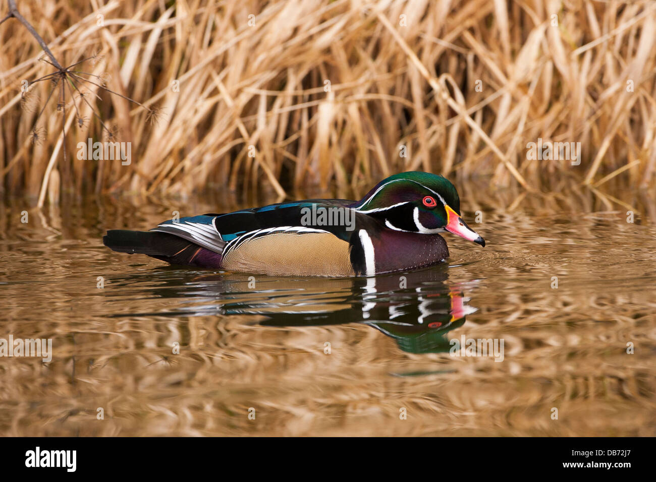 Brautente, George C. Reifel Migratory Bird Sanctuary, Britisch-Kolumbien, Kanada. Stockfoto