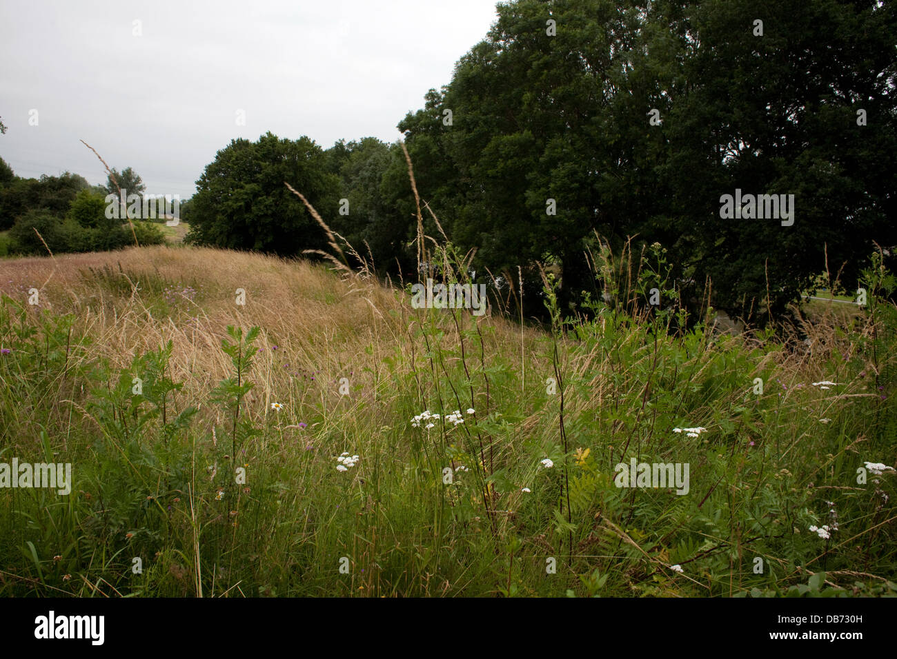 Frontlinie auf westliche Frontseite, in der Nähe von Essex Farm Friedhof, auffallende Ypres, Flandern, Belgien Stockfoto