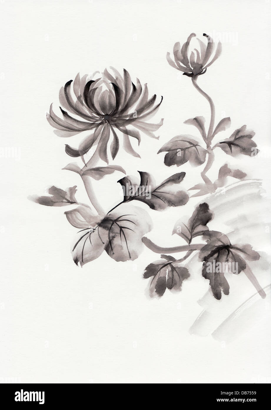 Aquarell von Chrysantheme. Asiatischen Stil. Stockfoto
