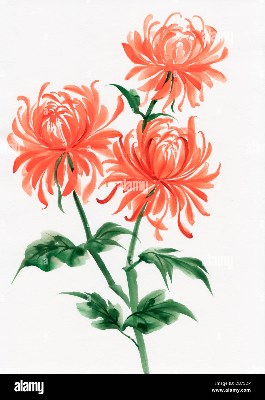 Aquarell von Chrysantheme. Asiatischen Stil. Stockfoto