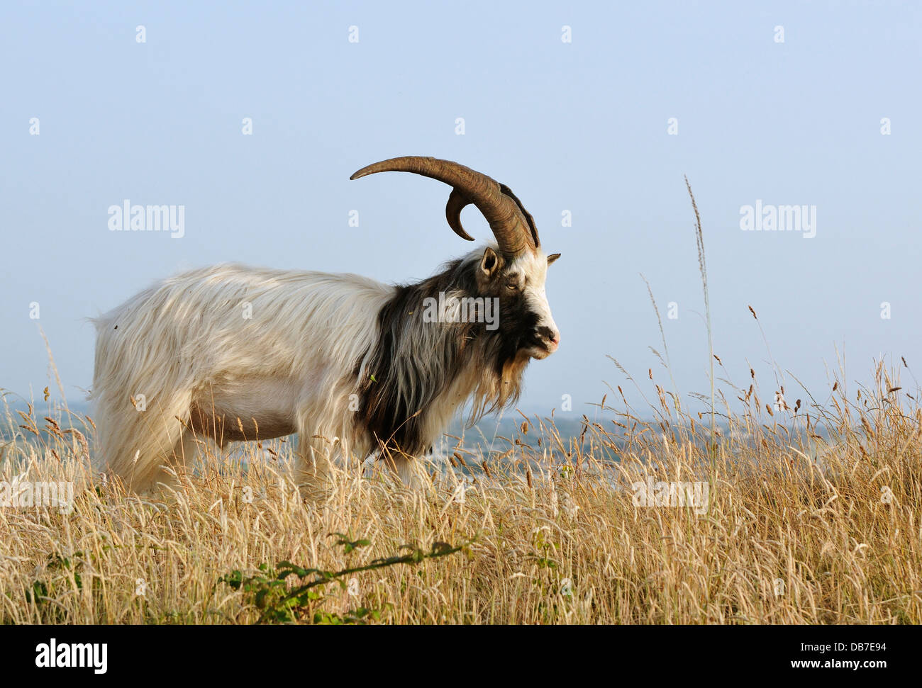 Wilde Ziege auf Bean unten in Somerset Stockfoto