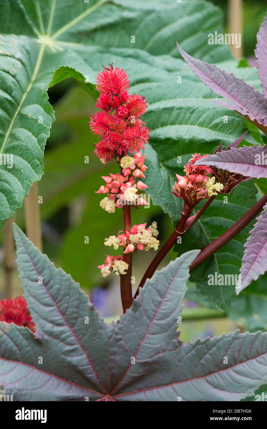 Ricinus Communis "Carmencita". Wunderbaumes RHS Wisley Gardens. Surrey, England Stockfoto