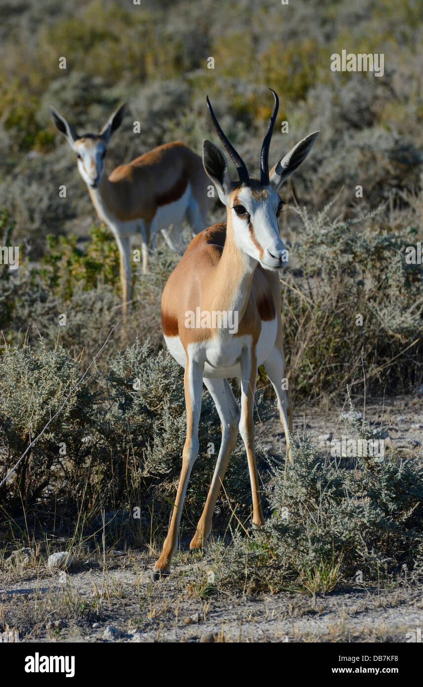 Springboks (Antidorcas Marsupialis), Etosha Park, Oshikoto Region Stockfoto