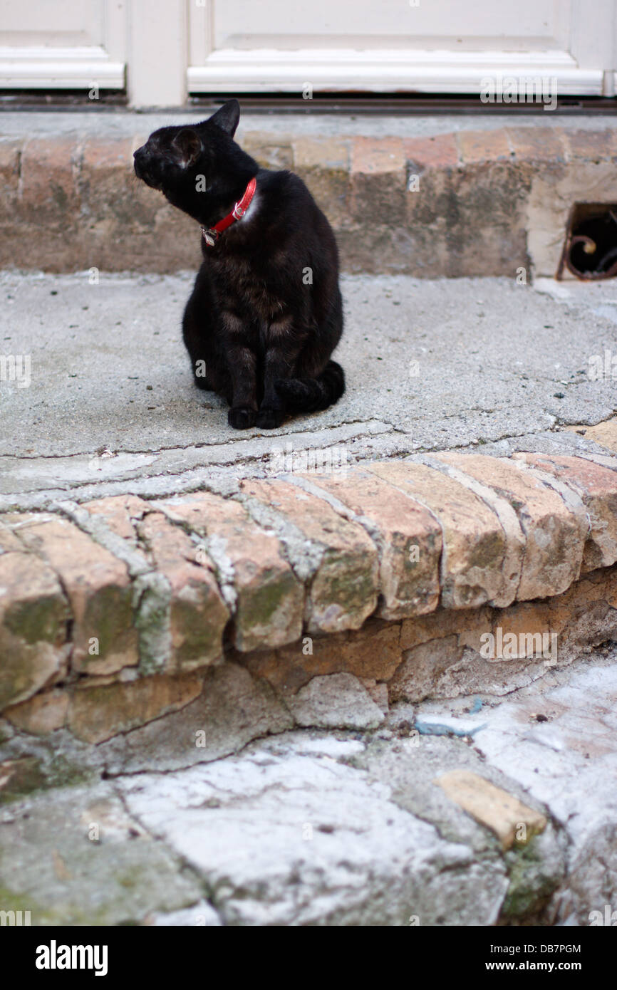 schwarze Katze sitzt auf dem Stein Straße Stockfoto