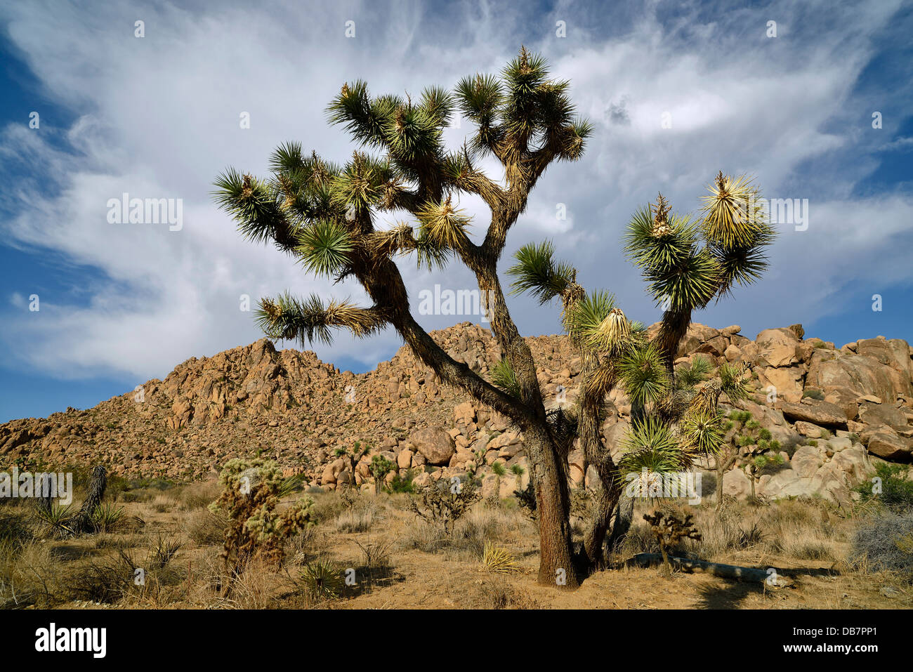 Joshua Tree oder Yucca-Palme (Yucca Brevifolia) Stockfoto