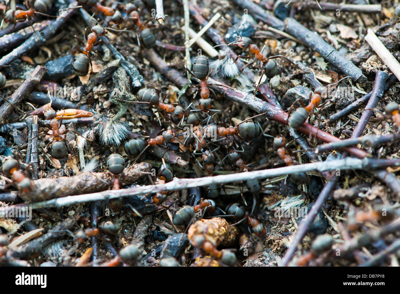 Erdameisen bau Fotos und Bildmaterial in hoher Auflösung Alamy