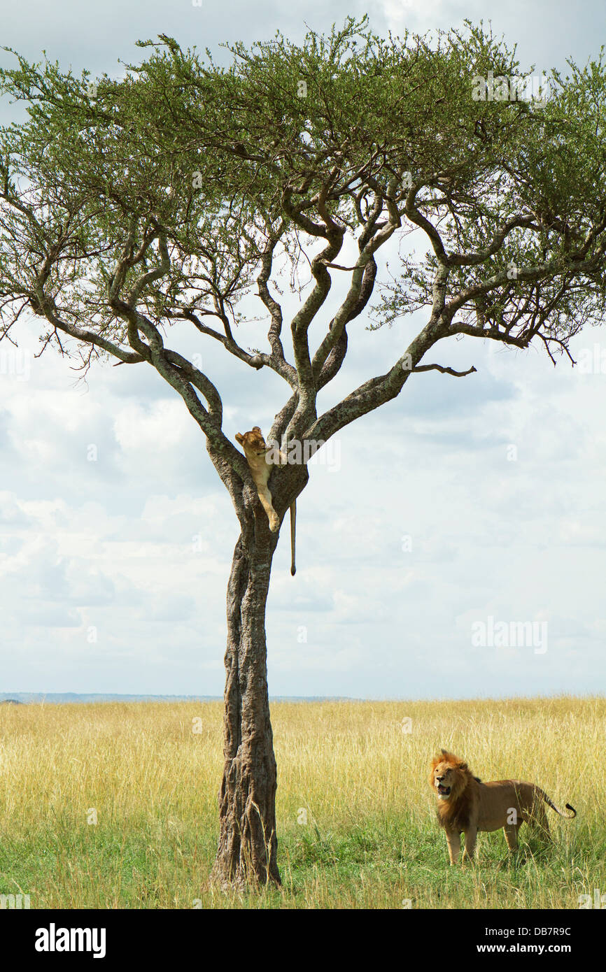 Löwe (Panthera Leo), Männlich, beobachten eine Löwin in einem Baum Stockfoto