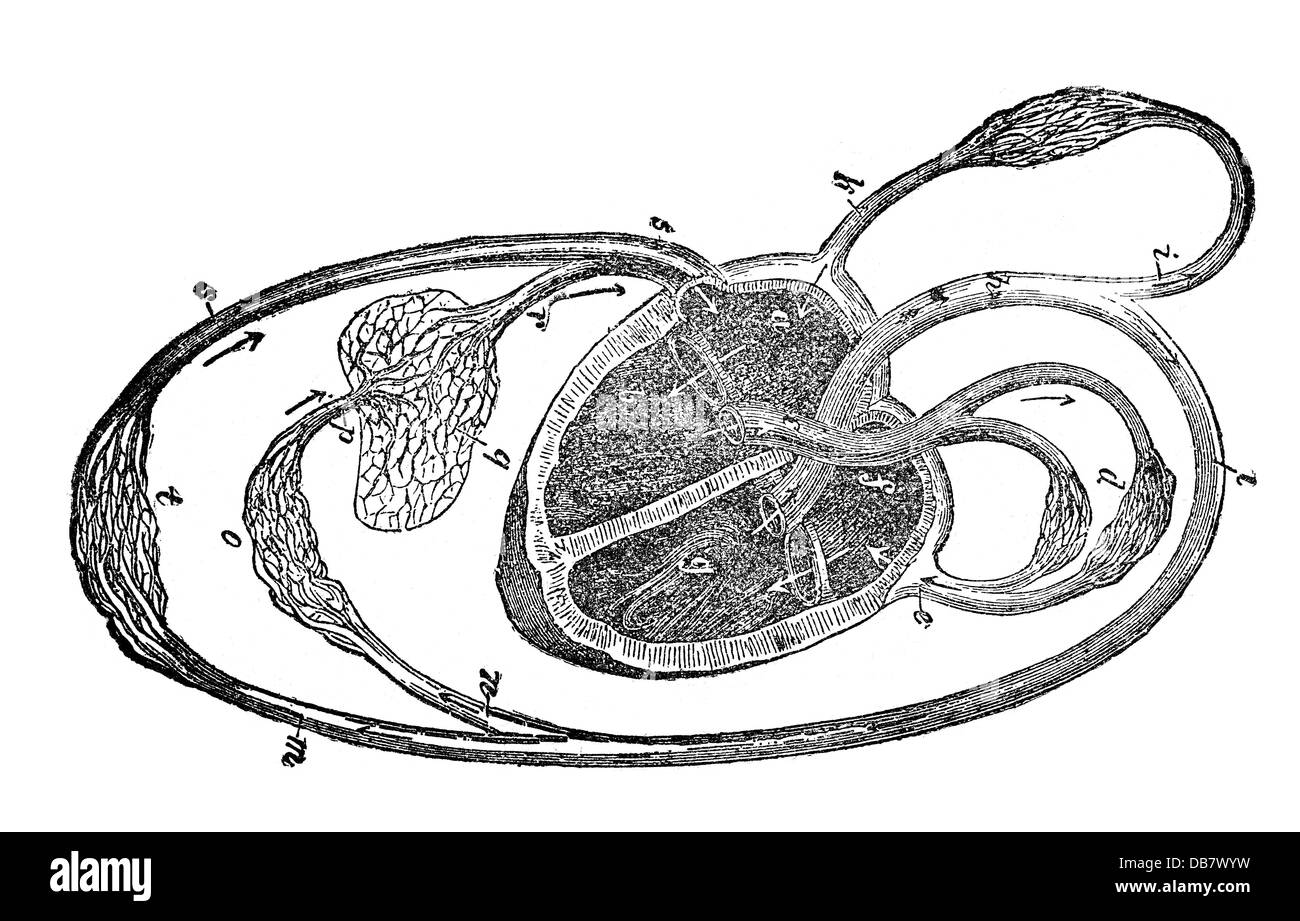 Medizin, Anatomie, Blutkreislauf, schematische Darstellung, Holzstich, aus: Friedrich Eduard Bilz, Neue Naturheilkunde, Leipzig, Deutschland, 1902, Additional-Rights-Clearences-not available Stockfoto