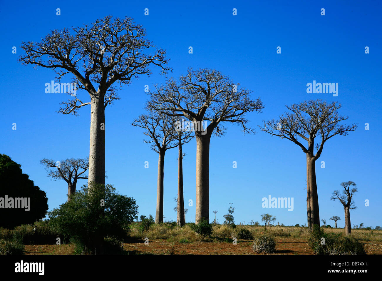 Afrikanischen Ländern - Madagaskar - Baobab Bäume, blauer Himmel, natürliche Attraktion. Jeremy Jowell/Moonshine Medien Stockfoto