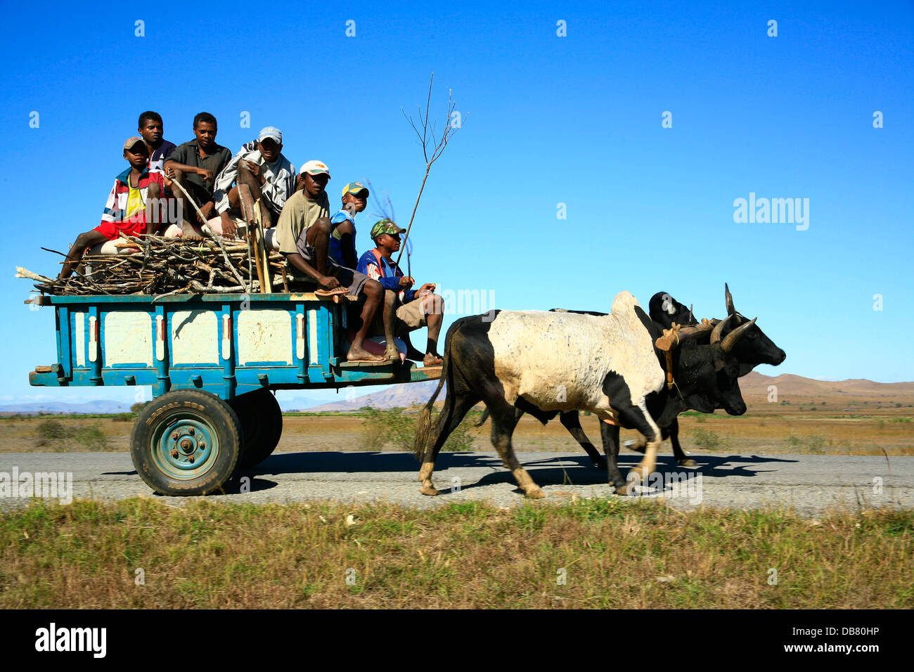Afrikanischen Ländern - Madagaskar - Rindern gezogenen Karren Ochsen Wagen Kühe ziehen Karren madagassische Männer Sittiing auf wieder den Nahverkehr in Stockfoto