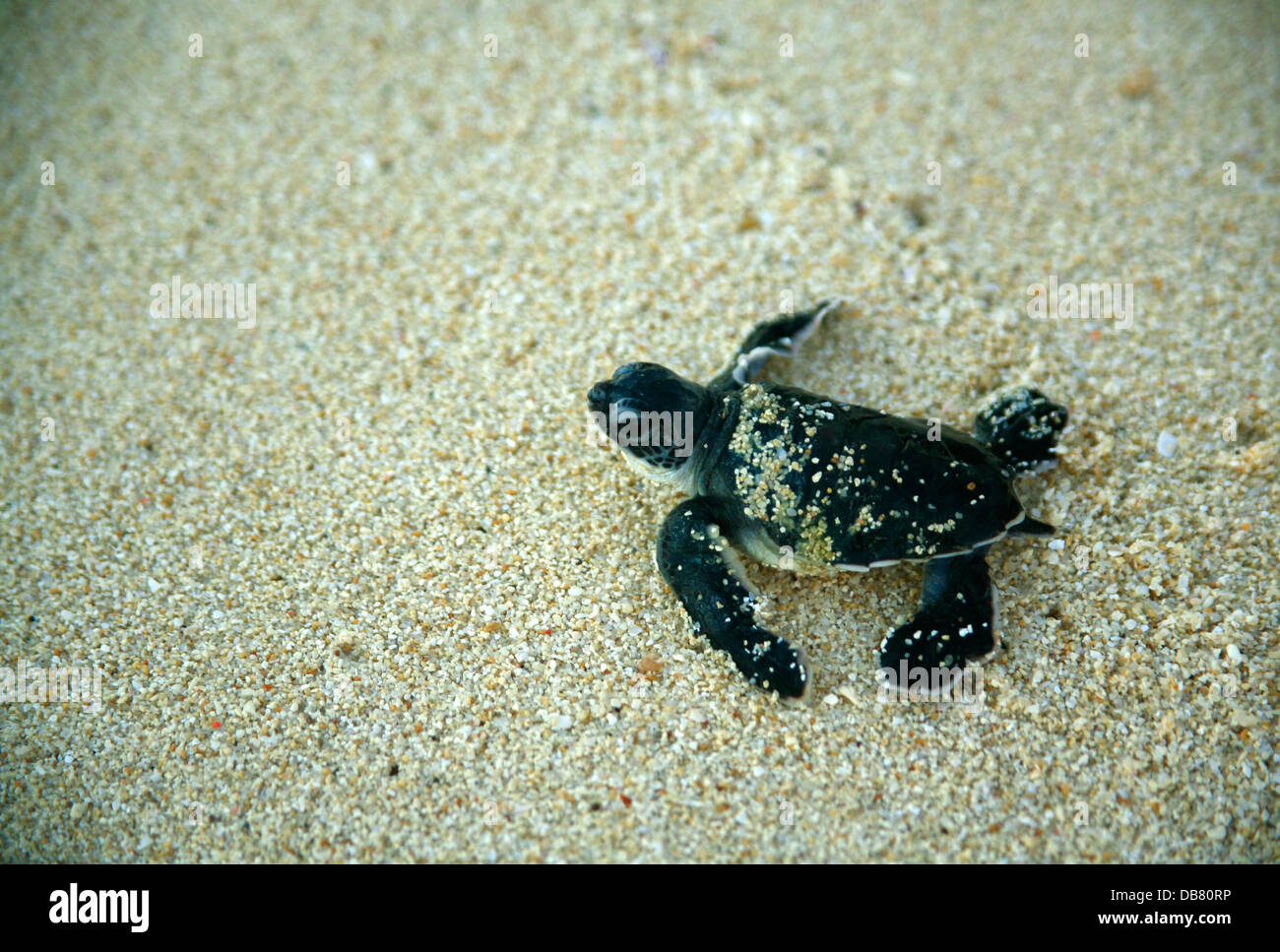 Meerestiere - Schildkröten Jungtier Suppenschildkröte seinen Weg machen über Sand bis Sicherheit Ozean nach dem Schlupf auf Nosy Iranja klein Stockfoto