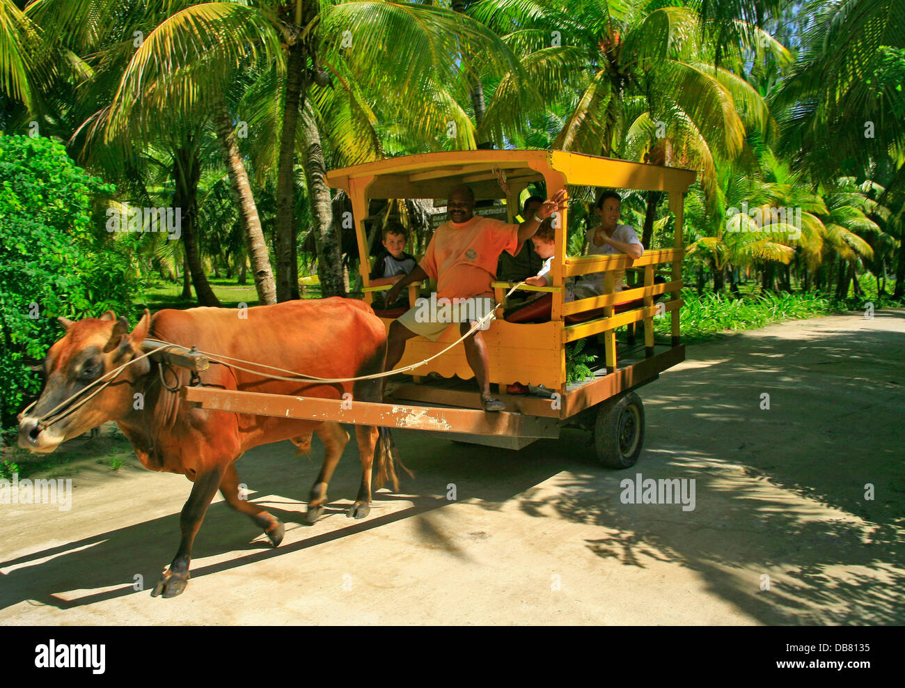 Ausländische Länder - Seychellen - Insel La Digue Nahverkehr Ox Warenkorb Bäume Rindern gezogenen Karren Paradies tropische Palmeninsel Stockfoto