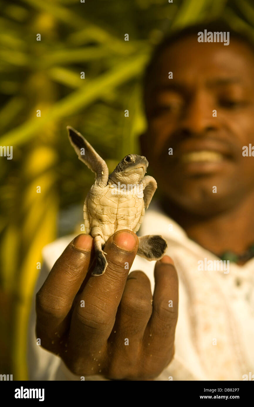 Meerestiere - Schildkröten Jungtier Green Turtle Schildkröte überwachen auf Nosy Iranja hält Baby Jungtier Suppenschildkröte Nosy Iranja Stockfoto