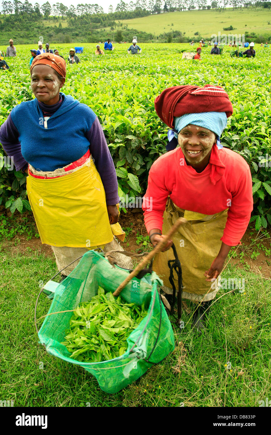Menschen in Südafrika - Eastern Cape Transkei Tee Blatt Kommissionierer einheimische Frauen ernten Plantage Magwa Teeplantage Teeplantage Stockfoto