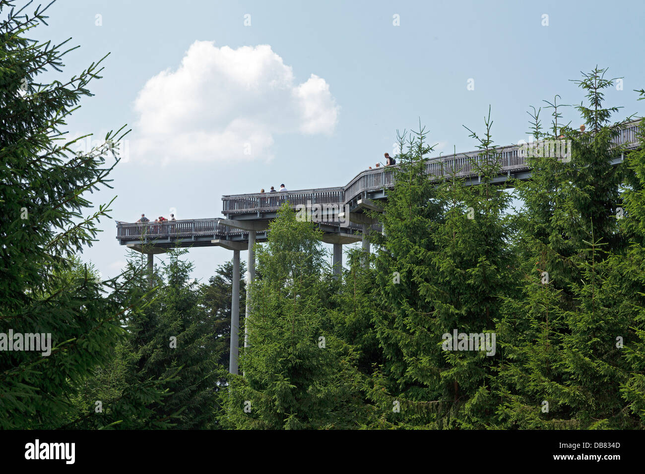 Canopy Walkway, Maibrunn, Bayerischer Wald, Bayern, Deutschland Stockfoto