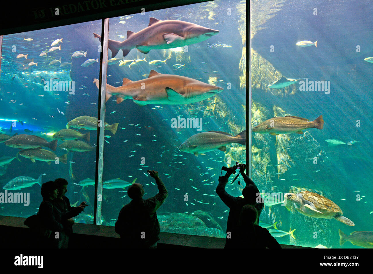 Meerestiere - Haie Schildkröten Fische schwimmen in Shark Tank Kapstadt V & A Aquarium Wasser V & A Waterfront Touristenattraktion Stockfoto