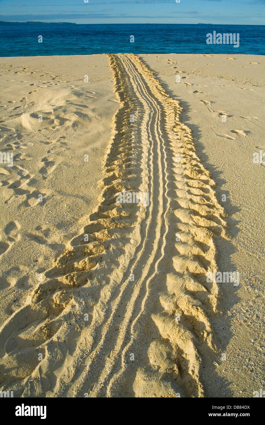Meerestiere - tracks Schildkröten weibliche Suppenschildkröte, die zurück über Sand Meer gingen nach der Eiablage in Sand Nosy Stockfoto