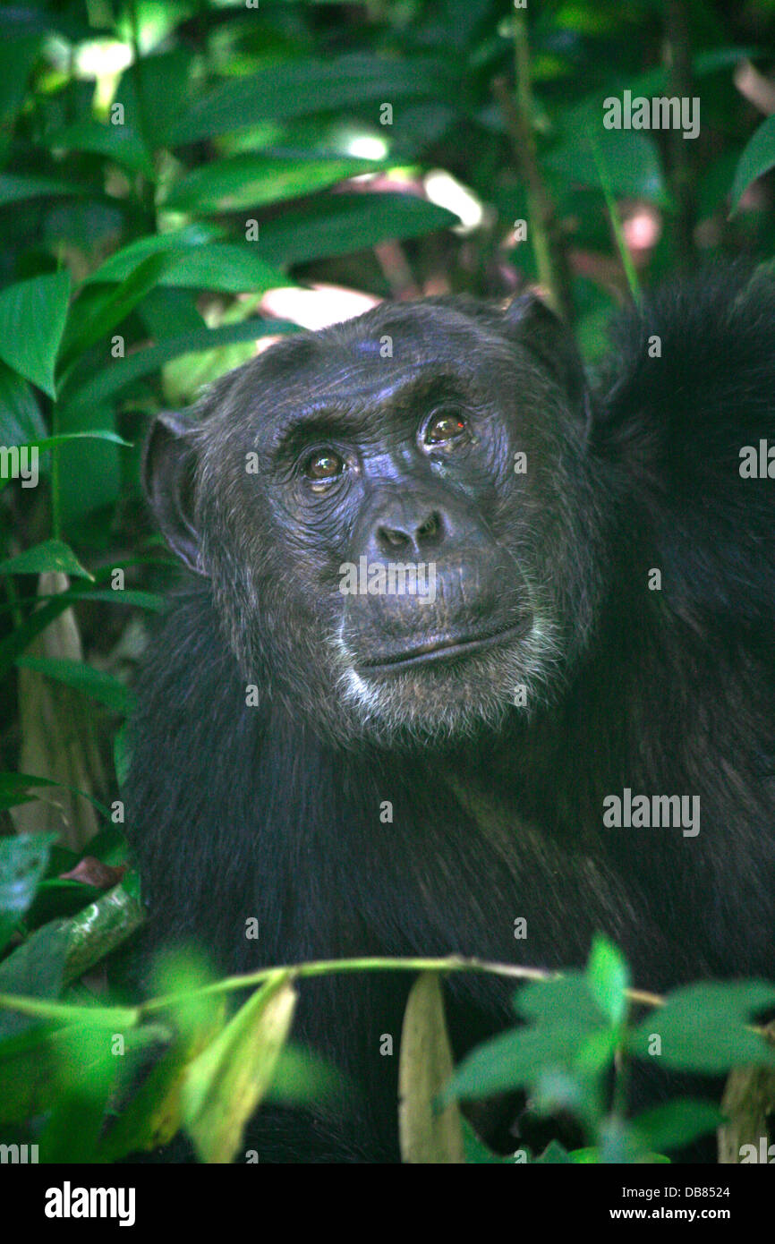 Schimpanse im Kibale Forest in Uganda Stockfoto