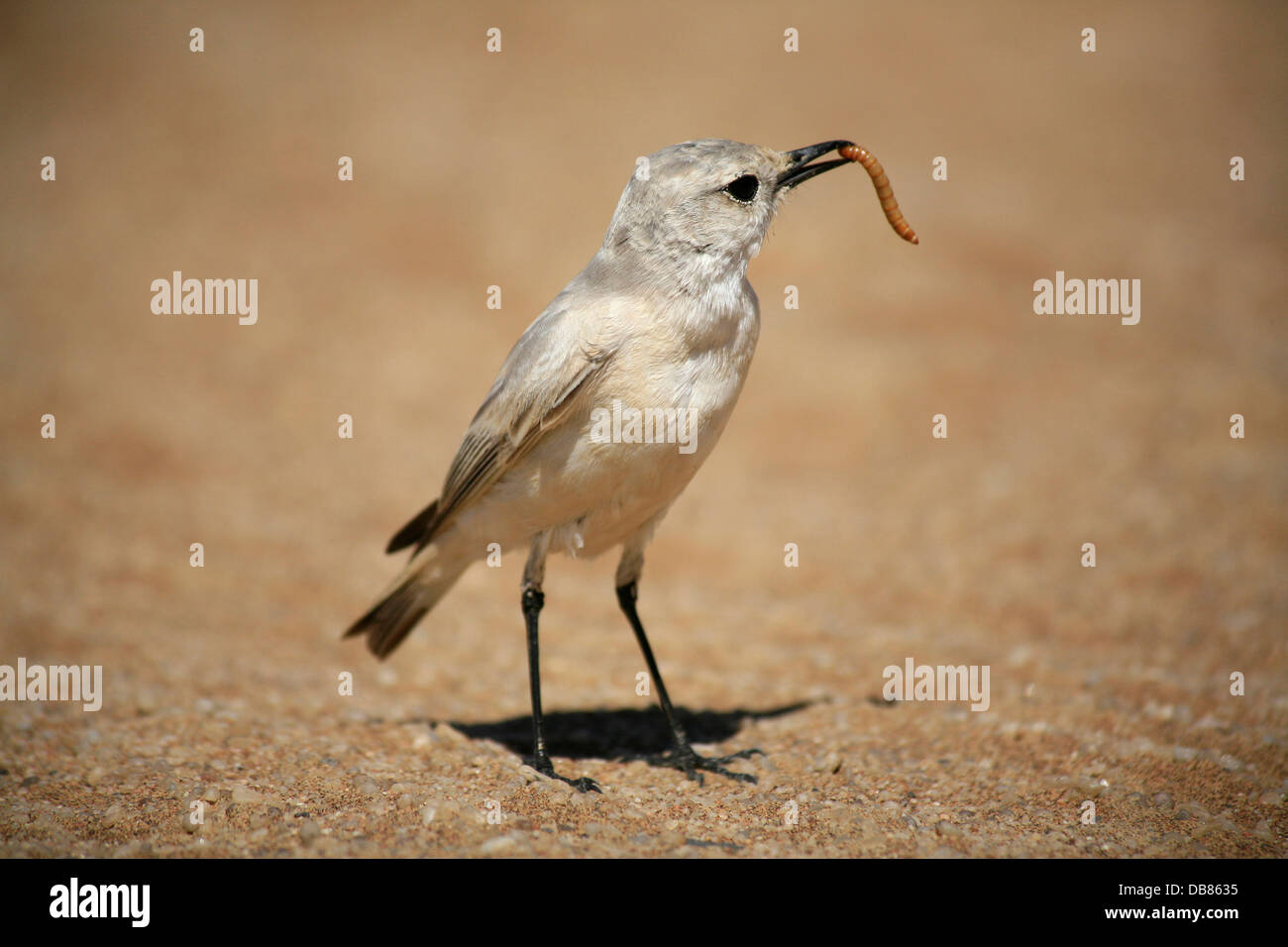 ein Vogel mit Wurm in seinem Maul, Namib-Wüste, Namibia Stockfoto