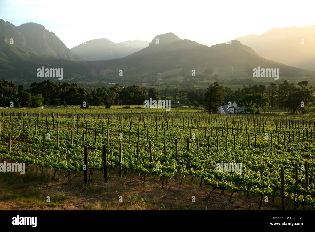 Weinberge in der Nähe von Franschhoek, the Wine Route, Western Cape, Südafrika Stockfoto