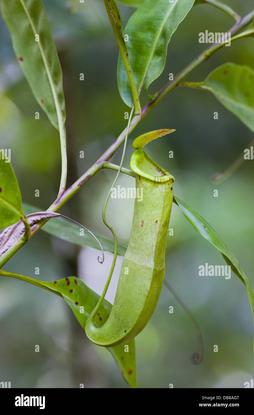 Kannenpflanze, Nepenthes Reinwardtiana, Kubah Nationalpark, Sarawak, Malaysia Stockfoto