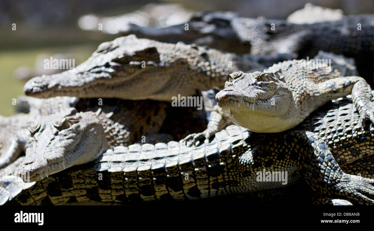 Young Mündungs Krokodile (Salzwasserkrokodile), Crocodylus Porosus, Sarawak, Malaysia Stockfoto
