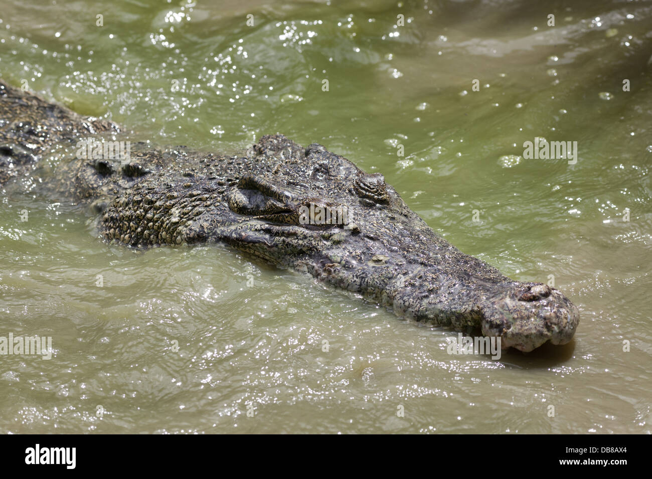 Leistenkrokodil (Salzwasserkrokodil), Crocodylus Porosus, Sarawak, Malaysia Stockfoto