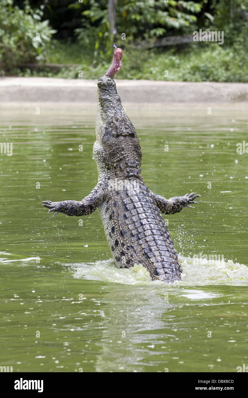 Leistenkrokodil (Salzwasserkrokodil), Crocodylus Porosus, Sarawak, Fütterung auf einer Krokodilfarm, Malaysia Stockfoto