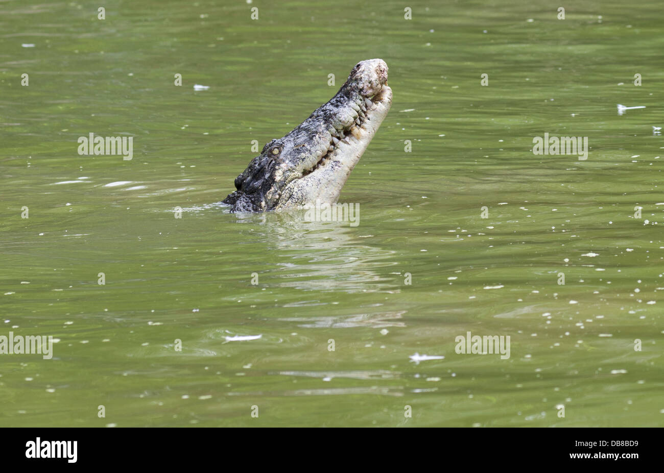 Leistenkrokodil (Salzwasserkrokodil), Crocodylus Porosus, Sarawak, Malaysia Stockfoto