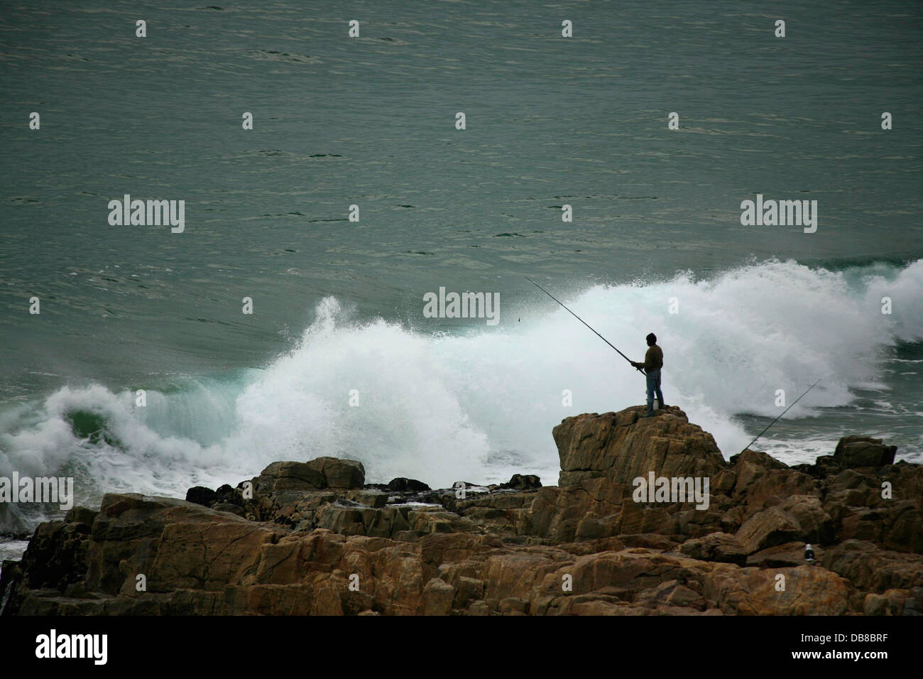 Fischer auf den Felsen in Plettenberg Bay, Garden Route, Südafrika Stockfoto